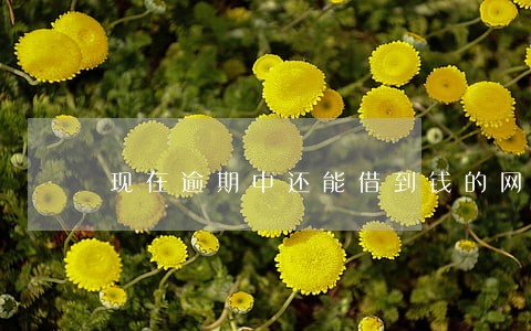 现在逾期中还能借到钱的网贷 现在逾期中还能借到钱的网贷