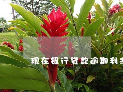 现在银行贷款逾期利率是多少 现在银行贷款逾期利率是多少