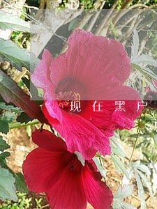 现在黑户逾期可以贷款吗 现在黑户逾期可以贷款吗