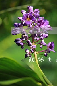 现场交通违法通知书格式 现场交通违法通知书格式