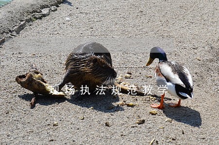 现场执法规范教学 现场执法规范教学