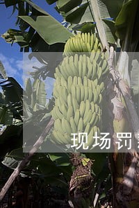 现场罚款单逾期怎么收费