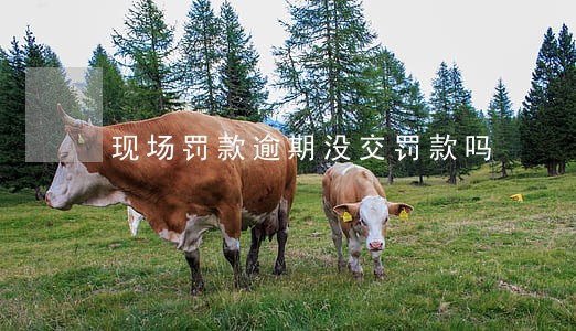 现场罚款逾期没交罚款吗