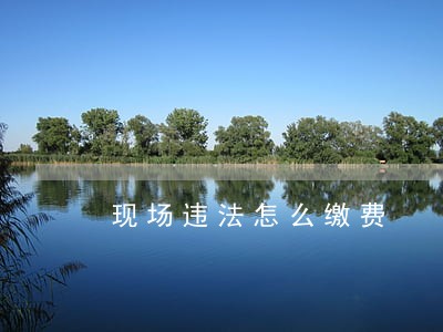 现场违法怎么缴费