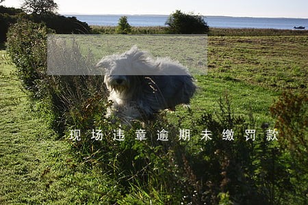 现场违章逾期未缴罚款 现场违章逾期未缴罚款