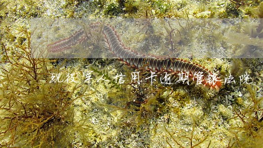 现役军人信用卡逾期管辖法院 现役军人信用卡逾期管辖法院