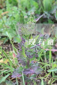 现有逾期中还能借款吗