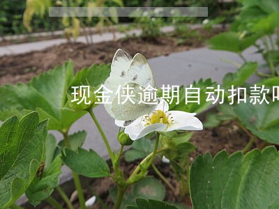现金侠逾期自动扣款吗 现金侠逾期自动扣款吗