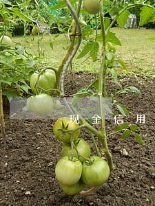 现金信用卡逾期会影响芝麻吗 现金信用卡逾期会影响芝麻吗