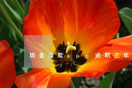现金借款app逾期三年怎么办 现金借款app逾期三年怎么办