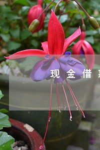 现金借款app逾期还款 现金借款app逾期还款