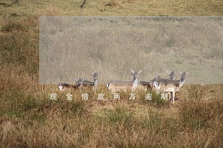 现金借款两万逾期 现金借款两万逾期