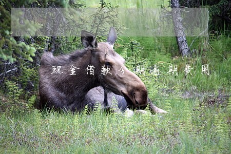 现金借款分期逾期费用 现金借款分期逾期费用