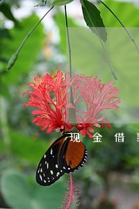 现金借款平台逾期半年 现金借款平台逾期半年