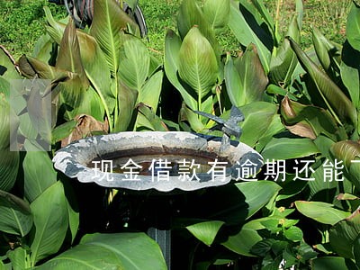 现金借款有逾期还能下款吗 现金借款有逾期还能下款吗