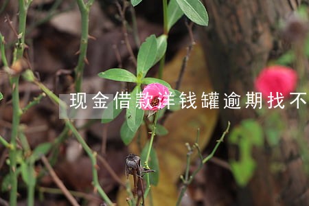 现金借款洋钱罐逾期找不到人 现金借款洋钱罐逾期找不到人
