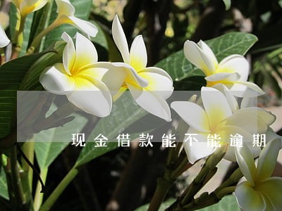 现金借款能不能逾期 现金借款能不能逾期