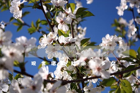 现金借款能逾期多久
