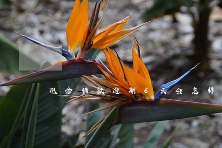现金借款逾期6天会怎样 现金借款逾期6天会怎样