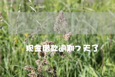 现金借款逾期7天了 现金借款逾期7天了