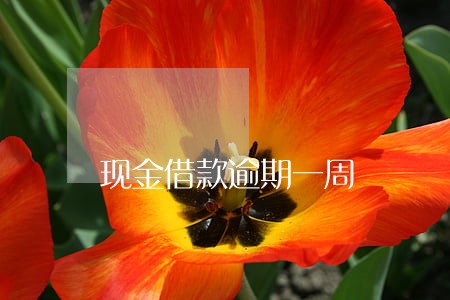 现金借款逾期一周