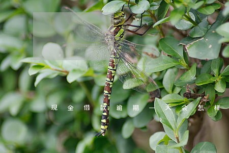 现金借款逾期一天会怎样 现金借款逾期一天会怎样