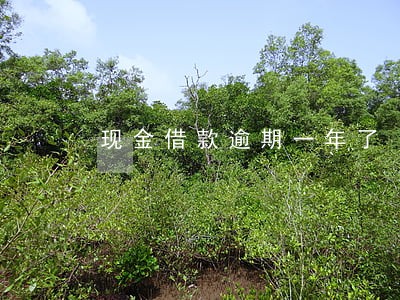 现金借款逾期一年了 现金借款逾期一年了