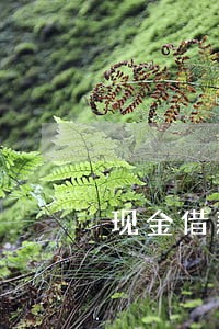 现金借款逾期一年后果严重 现金借款逾期一年后果严重