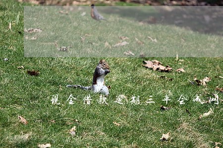 现金借款逾期三年会成网逃吗