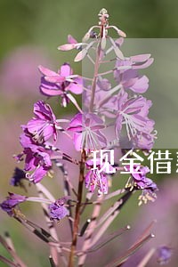 现金借款逾期上不上征信 现金借款逾期上不上征信