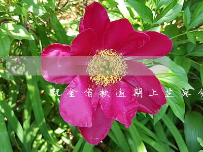 现金借款逾期上芝麻分 现金借款逾期上芝麻分