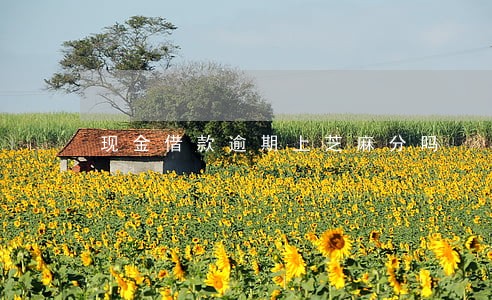 现金借款逾期上芝麻分吗