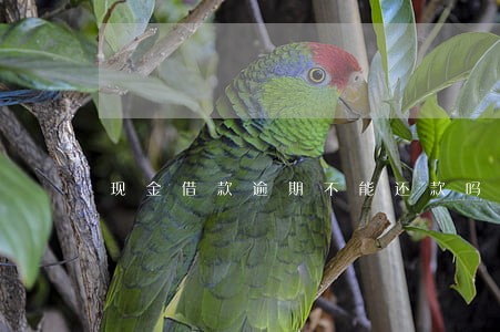 现金借款逾期不能还款吗 现金借款逾期不能还款吗
