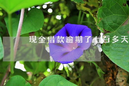 现金借款逾期了七百多天