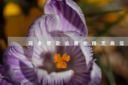 现金借款逾期会降芝麻信用分 现金借款逾期会降芝麻信用分