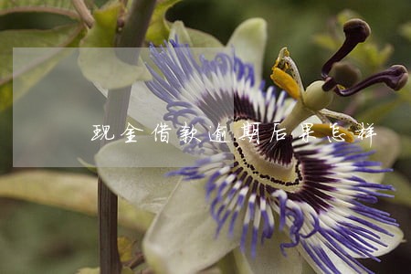 现金借款逾期后果怎样 现金借款逾期后果怎样