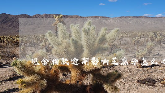 现金借款逾期影响芝麻分怎么办