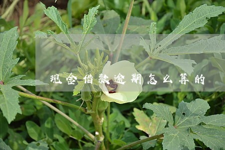 现金借款逾期怎么算的 现金借款逾期怎么算的