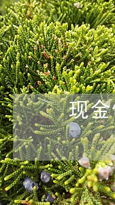 现金借款逾期收取催收费