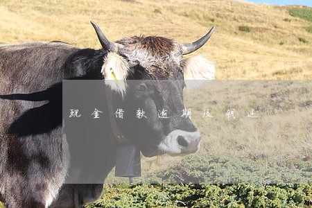 现金借款逾期没钱还 现金借款逾期没钱还