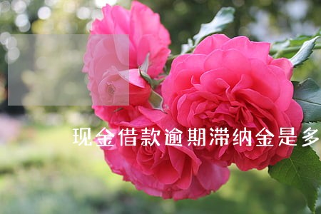 现金借款逾期滞纳金是多少钱 现金借款逾期滞纳金是多少钱