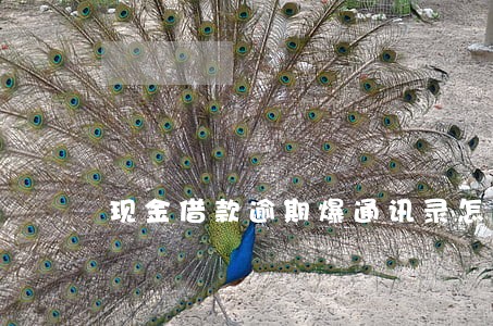 现金借款逾期爆通讯录怎么办 现金借款逾期爆通讯录怎么办