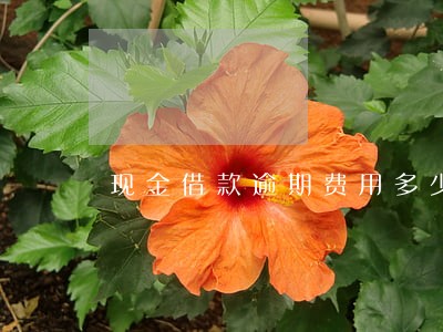 现金借款逾期费用多少 现金借款逾期费用多少