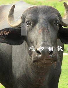 现金借款逾期费用高吗 现金借款逾期费用高吗
