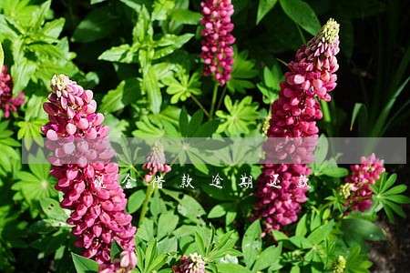 现金借款逾期还款 现金借款逾期还款