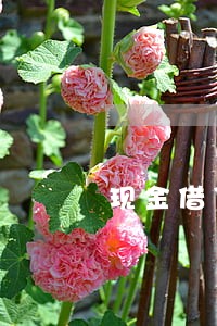 现金借贷逾期不还款后果 现金借贷逾期不还款后果