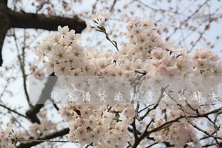 现金借贷逾期了怎么解决 现金借贷逾期了怎么解决