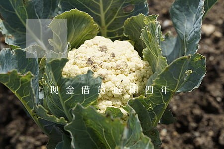 现金借贷逾期四年 现金借贷逾期四年