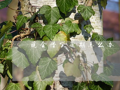 现金借贷逾期怎么办 现金借贷逾期怎么办
