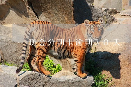 现金分期卡逾期30天